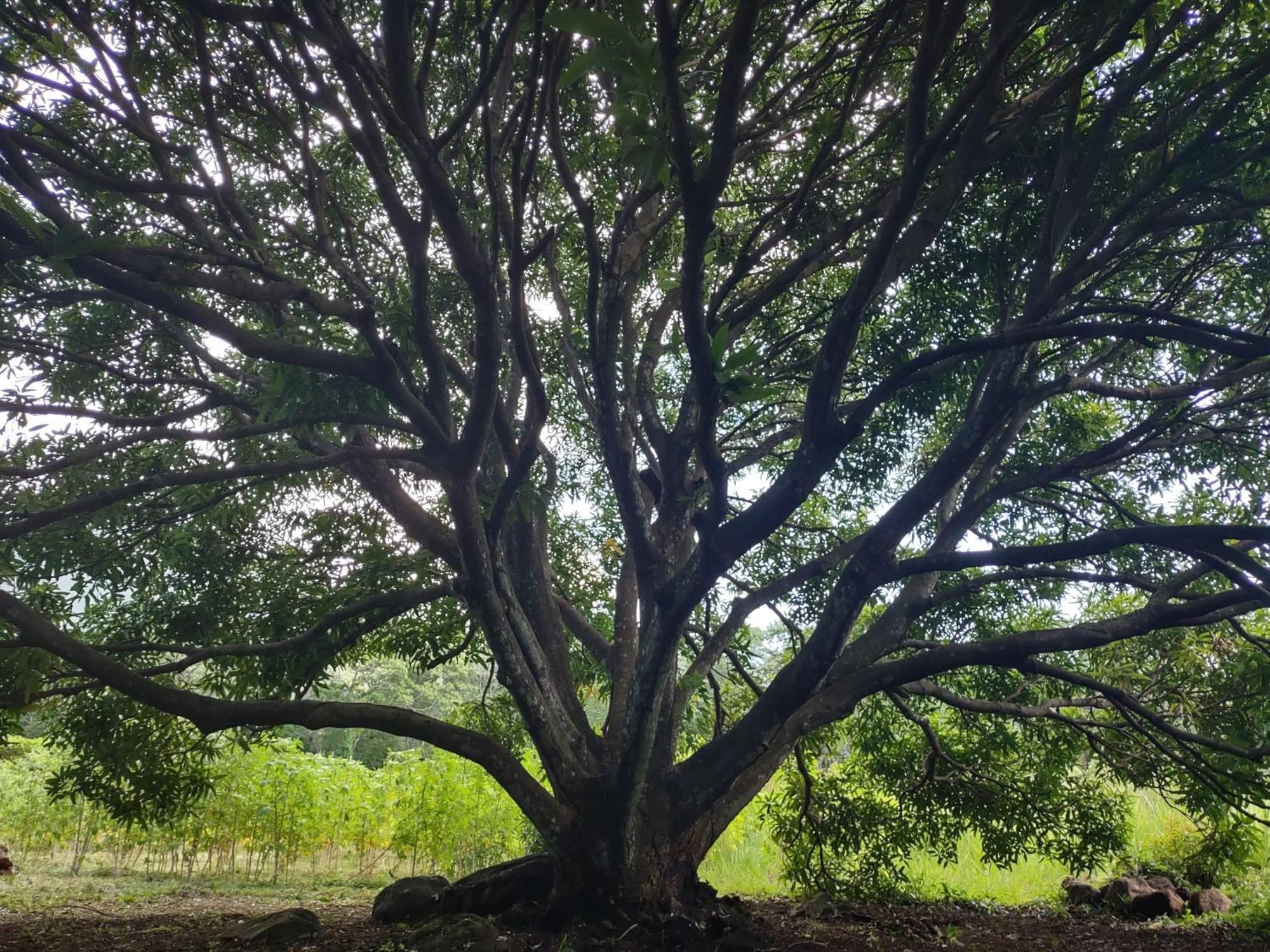 Finca Mystica Mérida Esterno foto